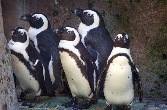 溫哥華水族館5個必看重點展區
