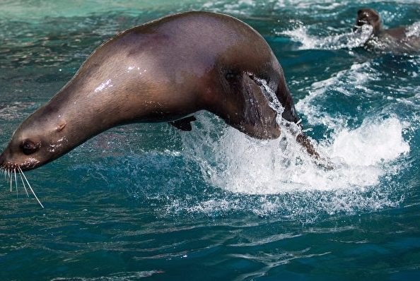 溫哥華水族館交通