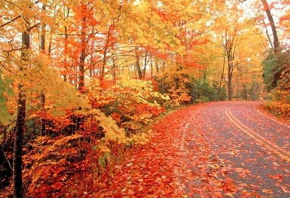 加拿大楓葉、楓葉季節、楓葉大道在哪裡、哪裡的楓葉最好看