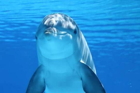 溫哥華水族館參觀路線