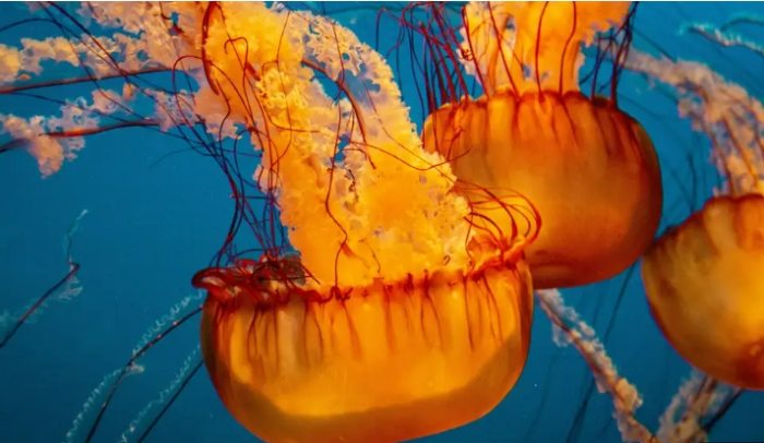溫哥華水族館注意事項