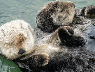 溫哥華水族館
