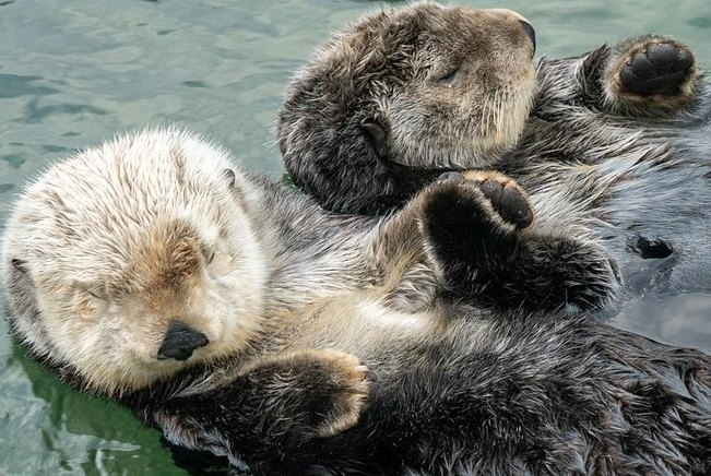 溫哥華水族館開放時間