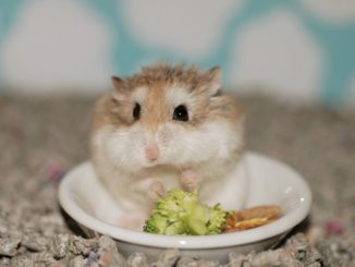 倉鼠可以吃芭樂嗎