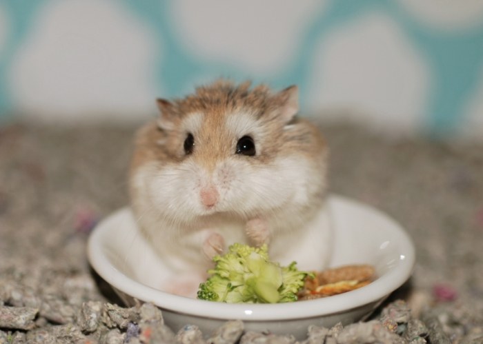 倉鼠可以吃芭樂嗎？必知的營養價值、潛在危害與正確餵養步驟