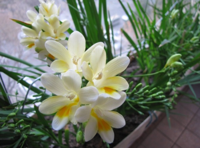 小蒼蘭種植方法 小蒼蘭種植方法