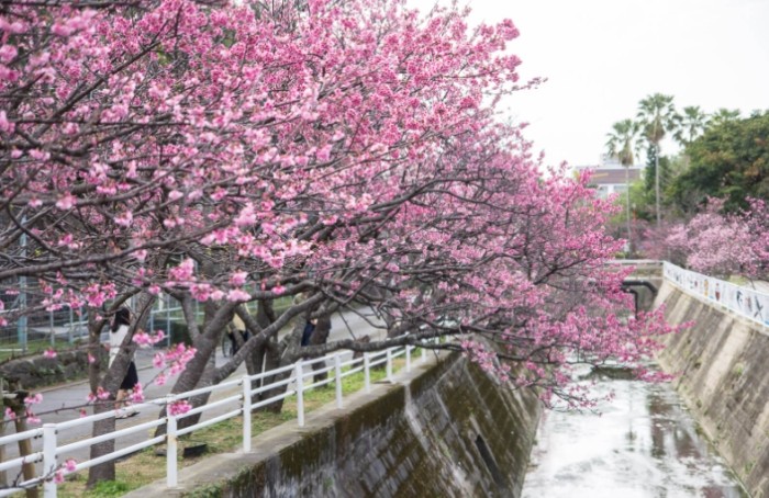 沖繩櫻花：五大必訪景點、最佳季節與行程規劃全攻略