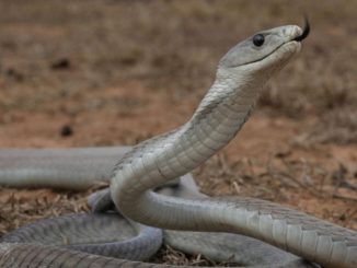 黑曼巴蛇天敵 黑曼巴蛇天敵