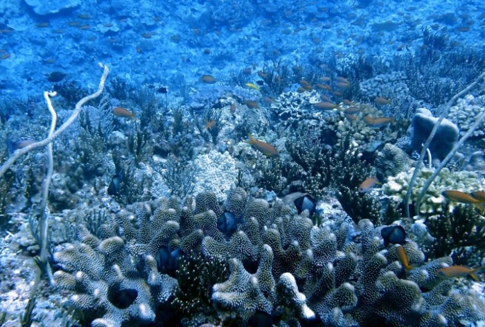蘭嶼潛水注意事項