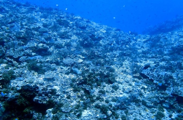 蘭嶼潛水季節 蘭嶼潛水季節