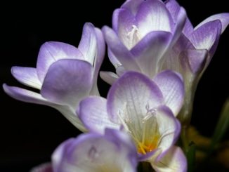 小蒼蘭種植 小蒼蘭種植