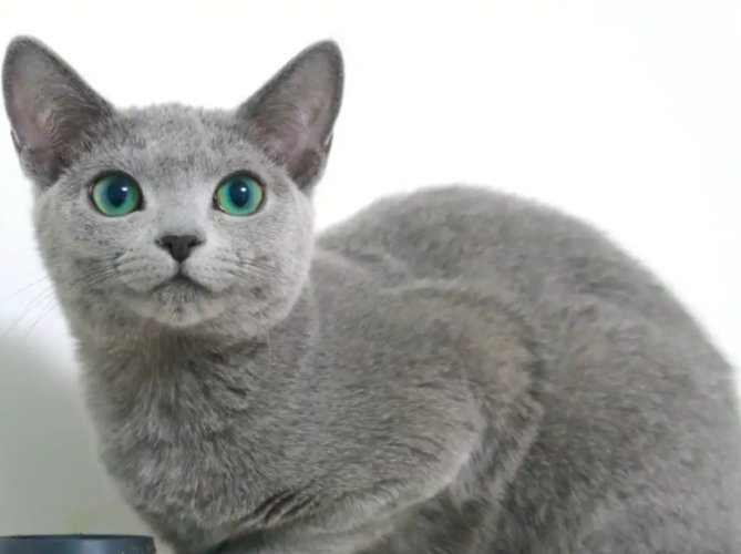 俄羅斯藍貓飼養
