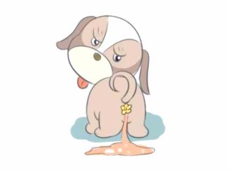 狗狗拉肚子怎麼辦