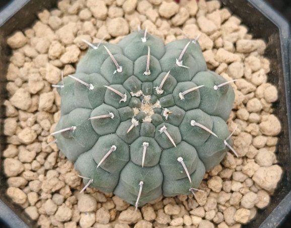 仙人掌球繁殖方法 仙人掌球繁殖方法