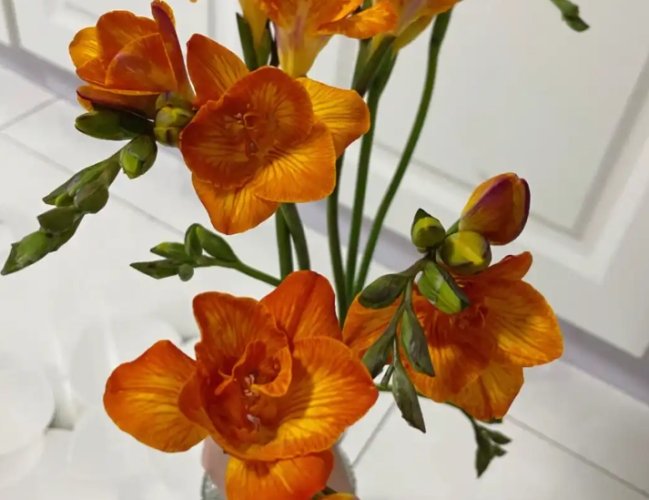 小蒼蘭種植注意事項 小蒼蘭種植注意事項