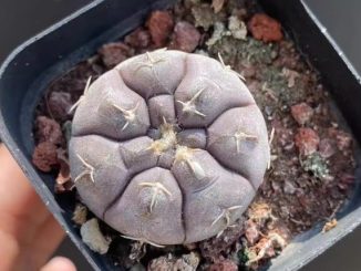 仙人掌球