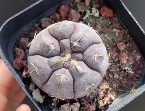 仙人掌球繁殖方法 仙人掌球繁殖方法