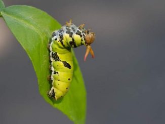 綠色毛毛蟲