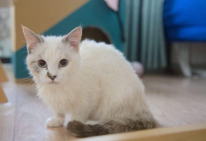 曼赤肯貓飼養 曼赤肯貓飼養