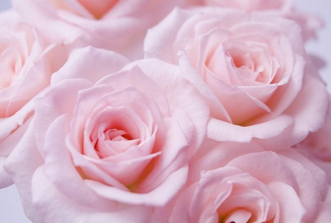 粉玫瑰全指南：花語寓意、栽培要點與日常養護方法