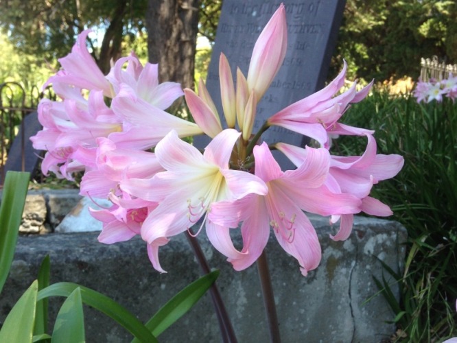 孤挺花種植方法