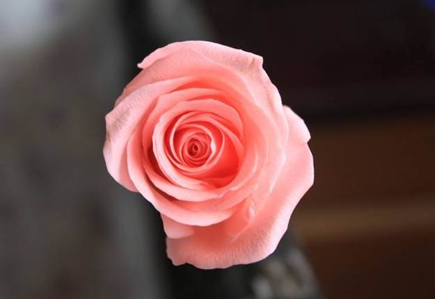 粉玫瑰花語