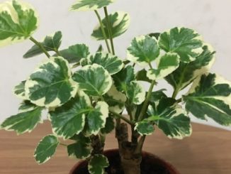 福祿桐風水 福祿桐風水