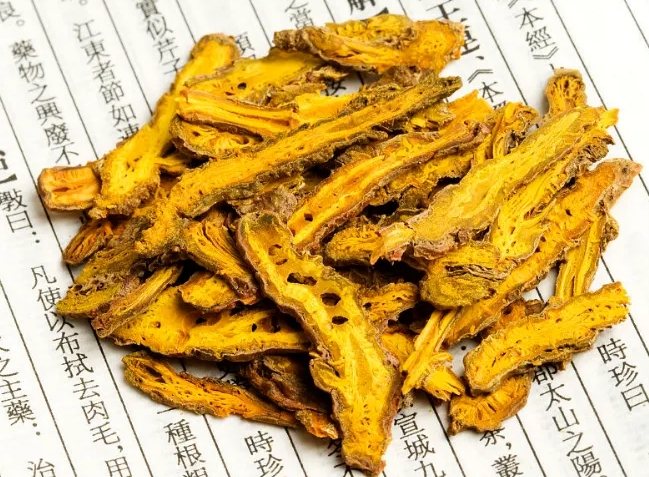 吃黃蓮的好處：苦口良藥的營養價值、禁忌與正確食法詳解